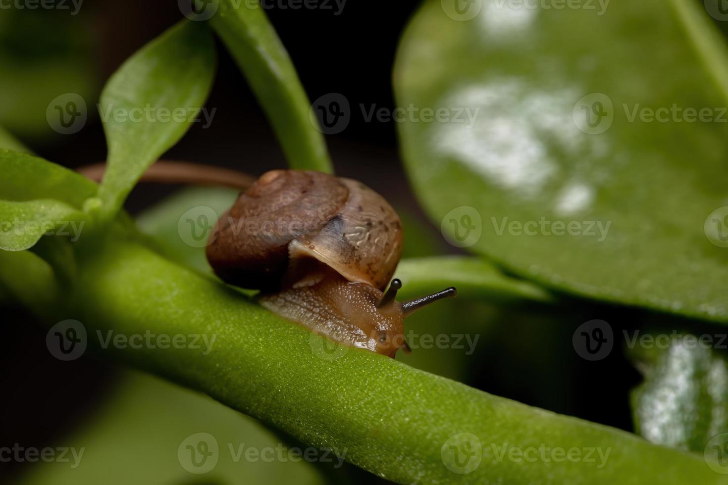 caracol vagabundo asiático foto