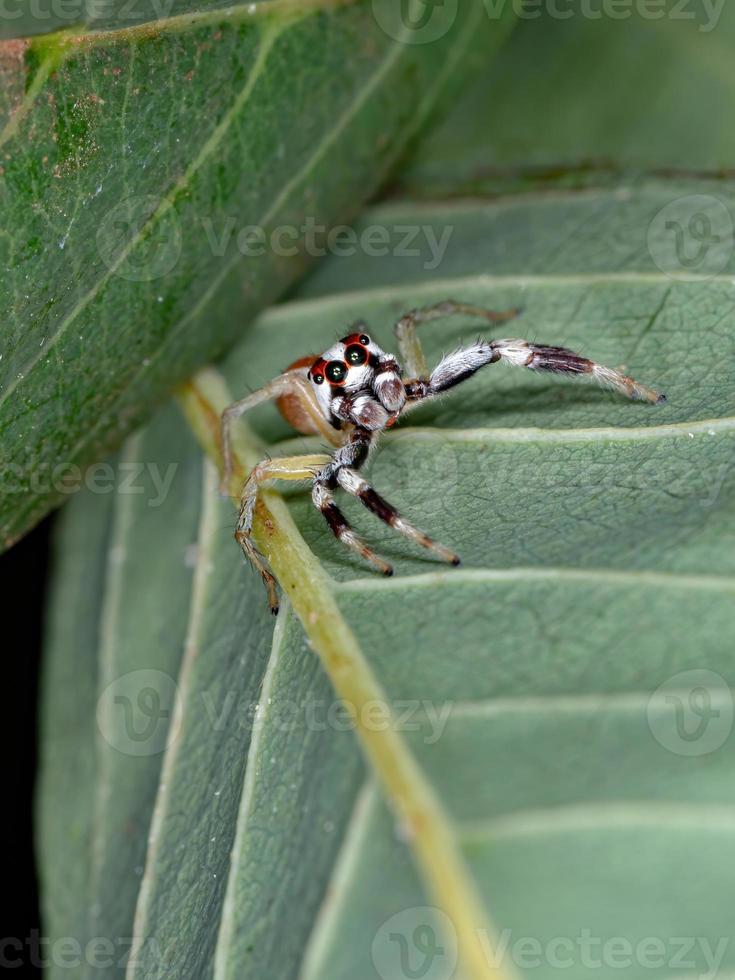 araña saltadora para adultos foto