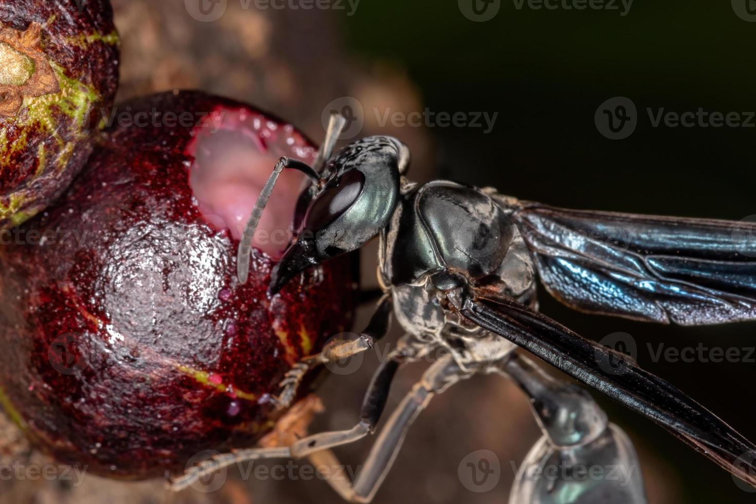 Adult Warrior Wasp photo