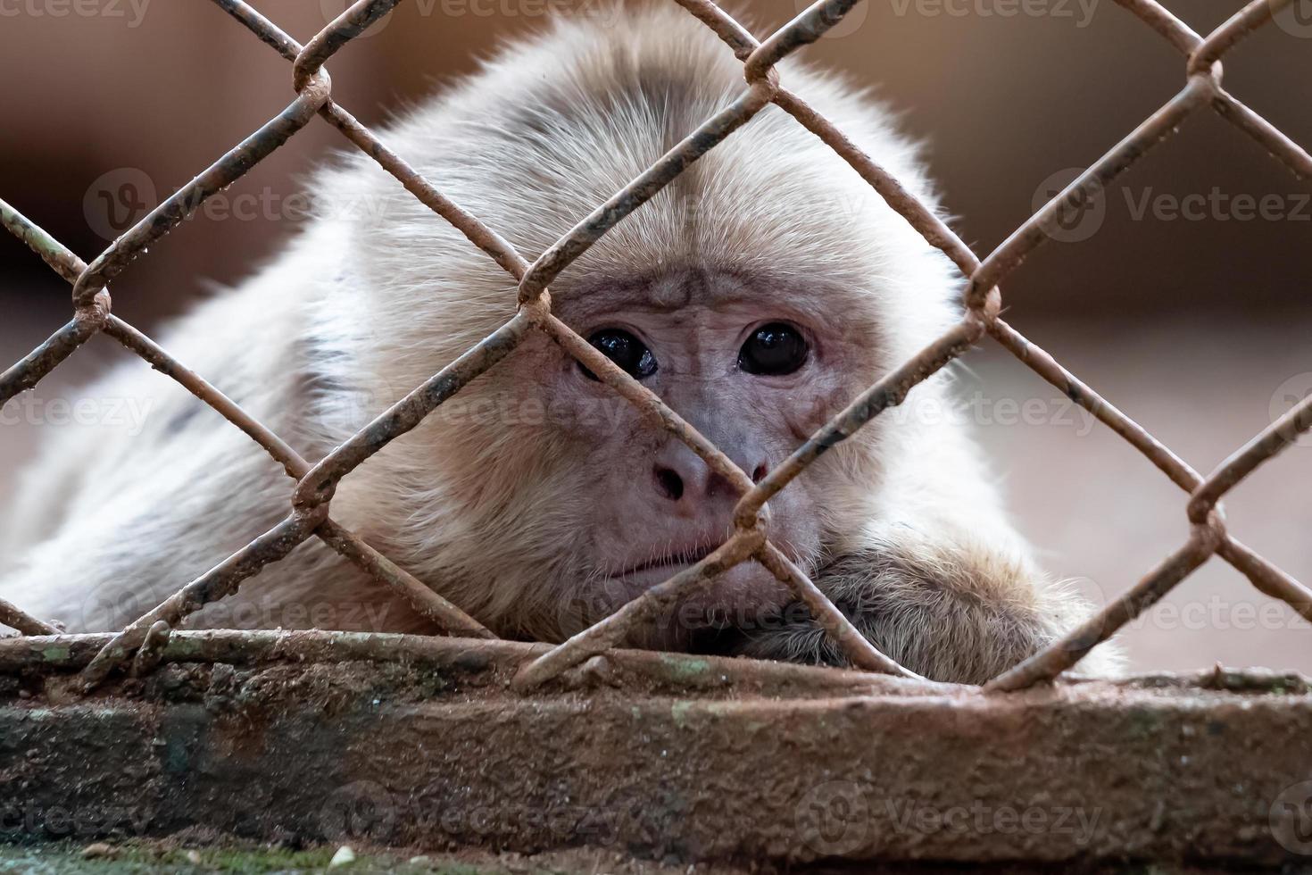 White-fronted Capuchin animal photo