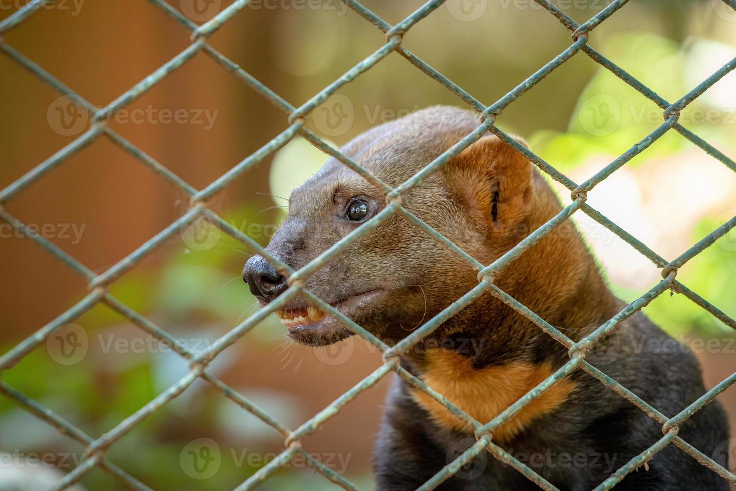 tayra animal salvaje foto