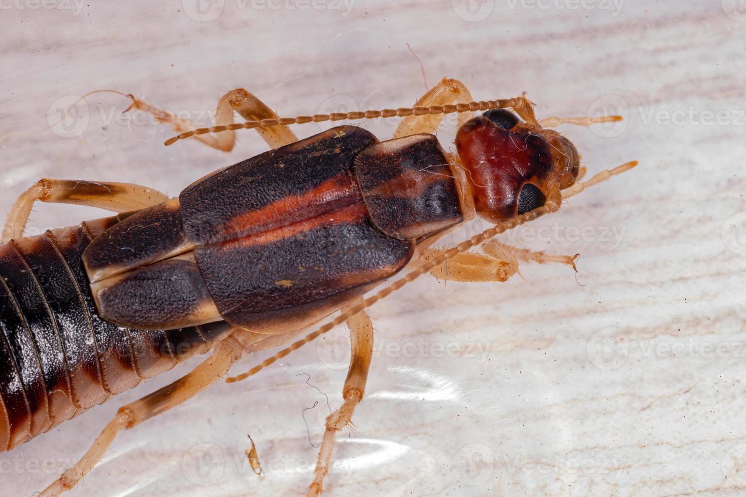 Adult Shore Earwig photo