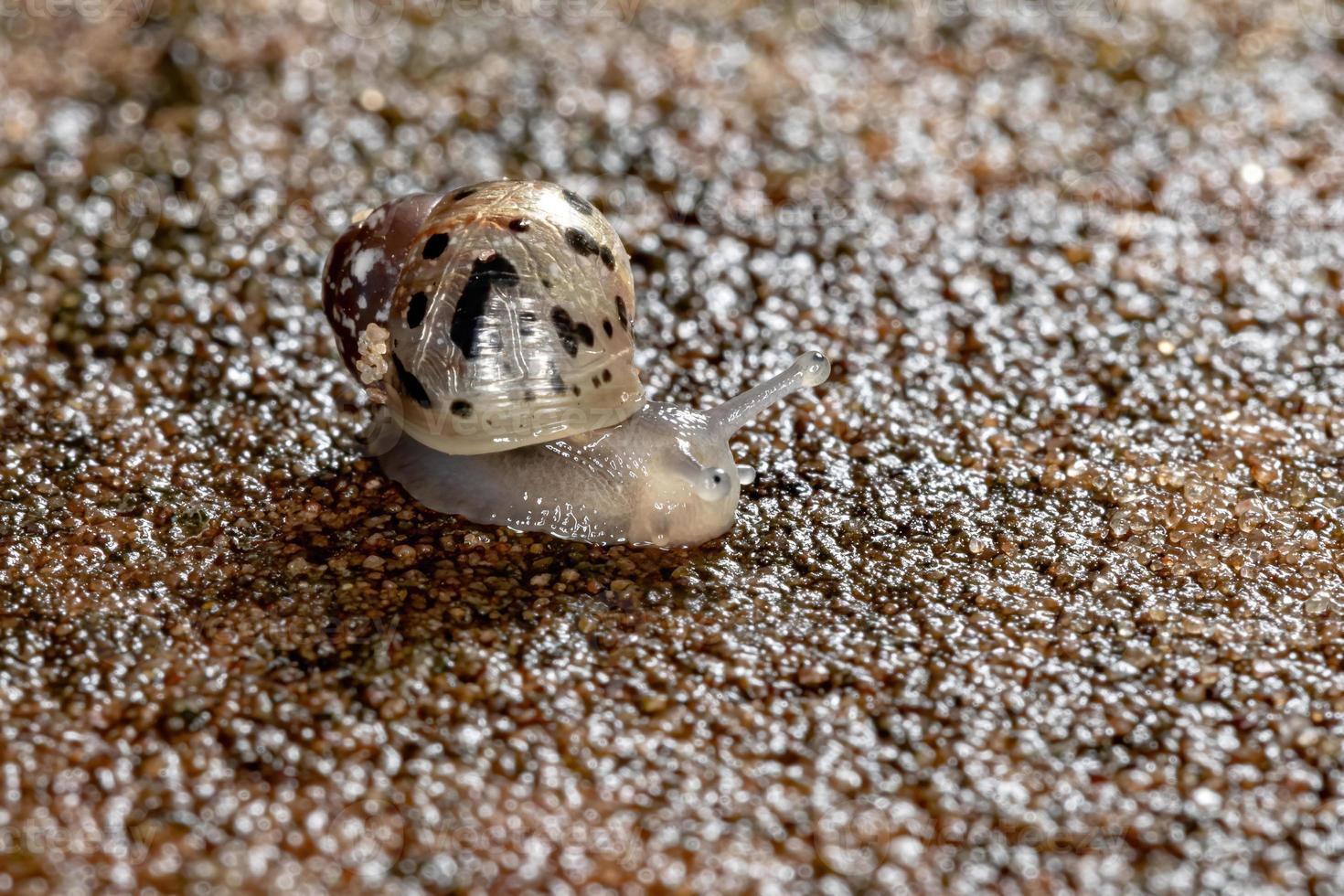 African Giant Snail photo