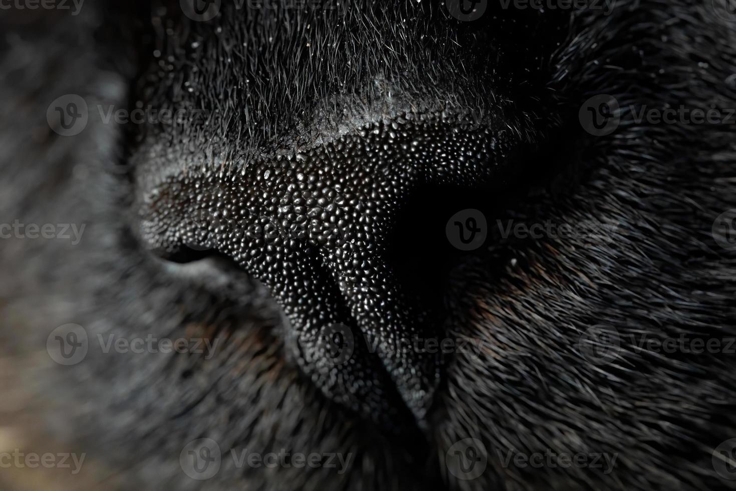 Black muzzle cat photo