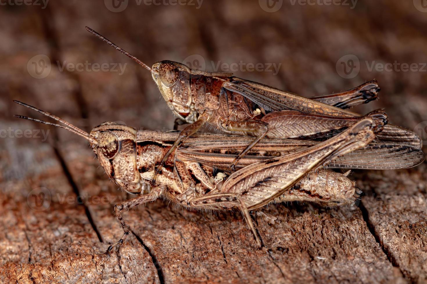 Brazilian Short-horned Grasshopper photo