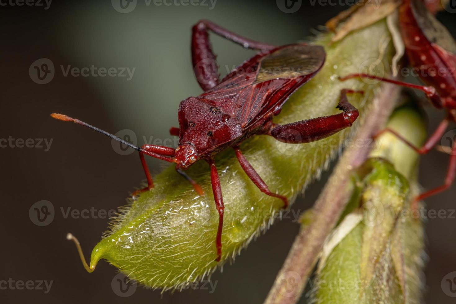 Adult Leaffooted Bug 3796877 Stock Photo at Vecteezy