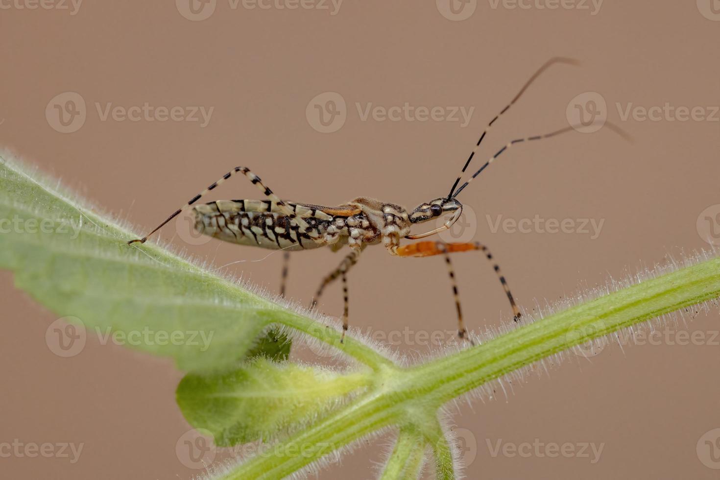 Adult Assassin Bug photo