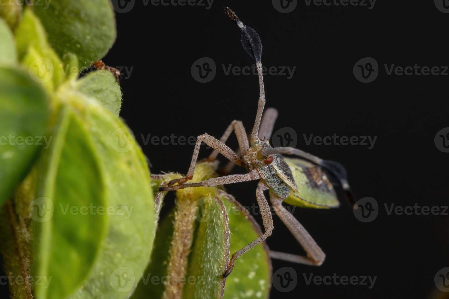 Leaf-footed Bug Nymph photo