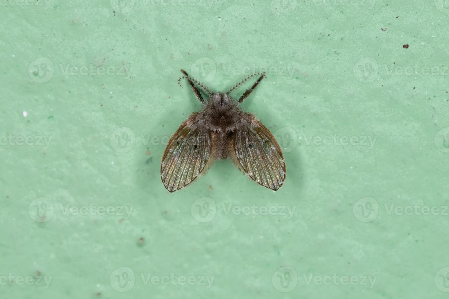Adult Bathroom Moth Midge photo