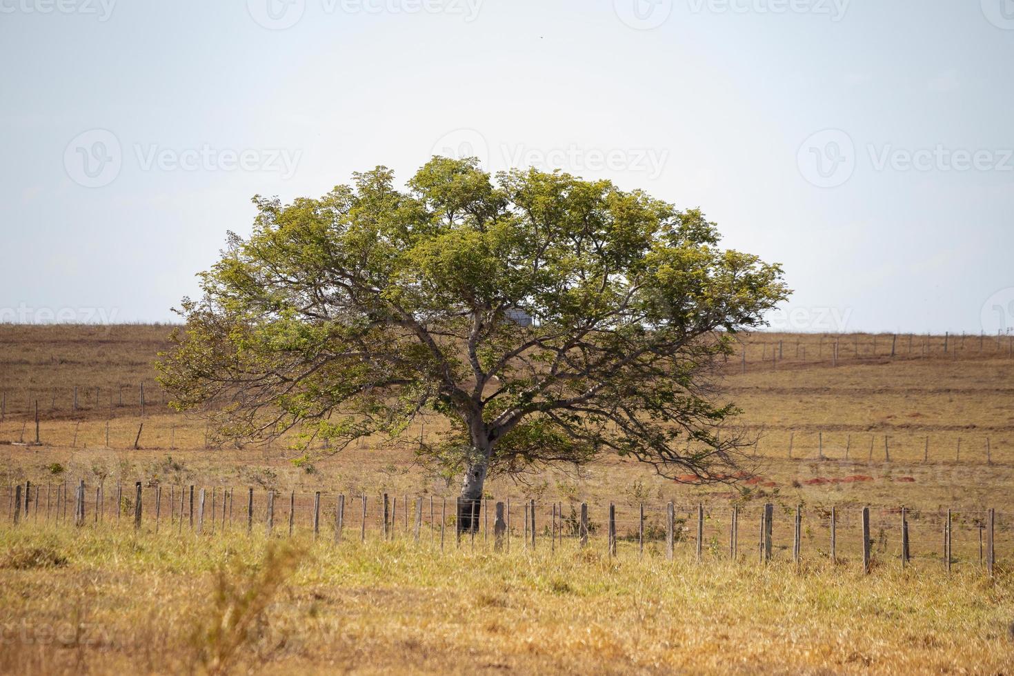 gran árbol de angiospermas foto