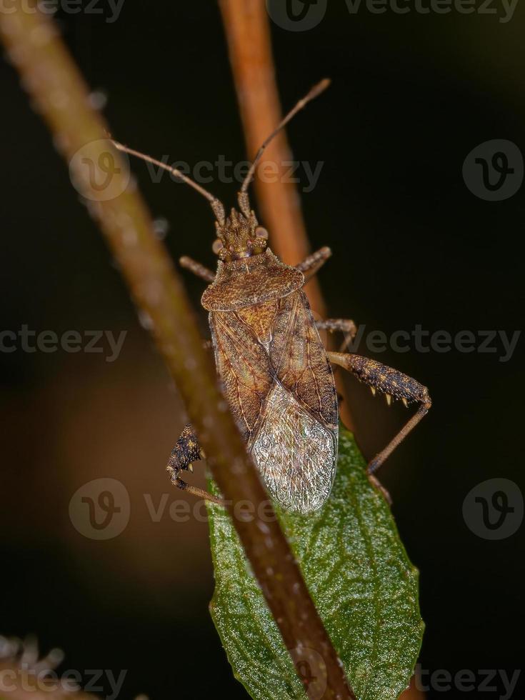 Adult Scentless Plant Bug photo