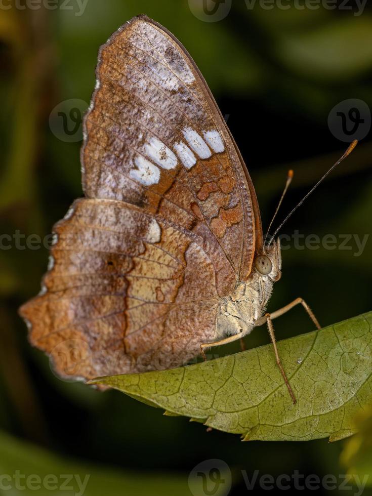 hembra adulta mariposa pavo real rojo foto