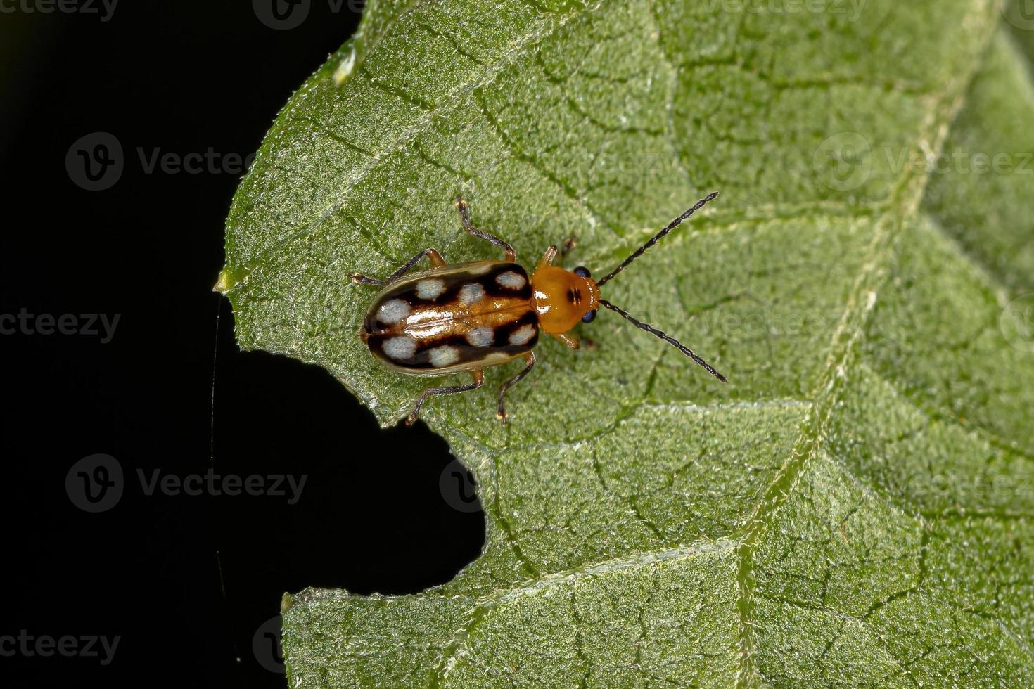 pequeño escarabajo pulga adulto foto