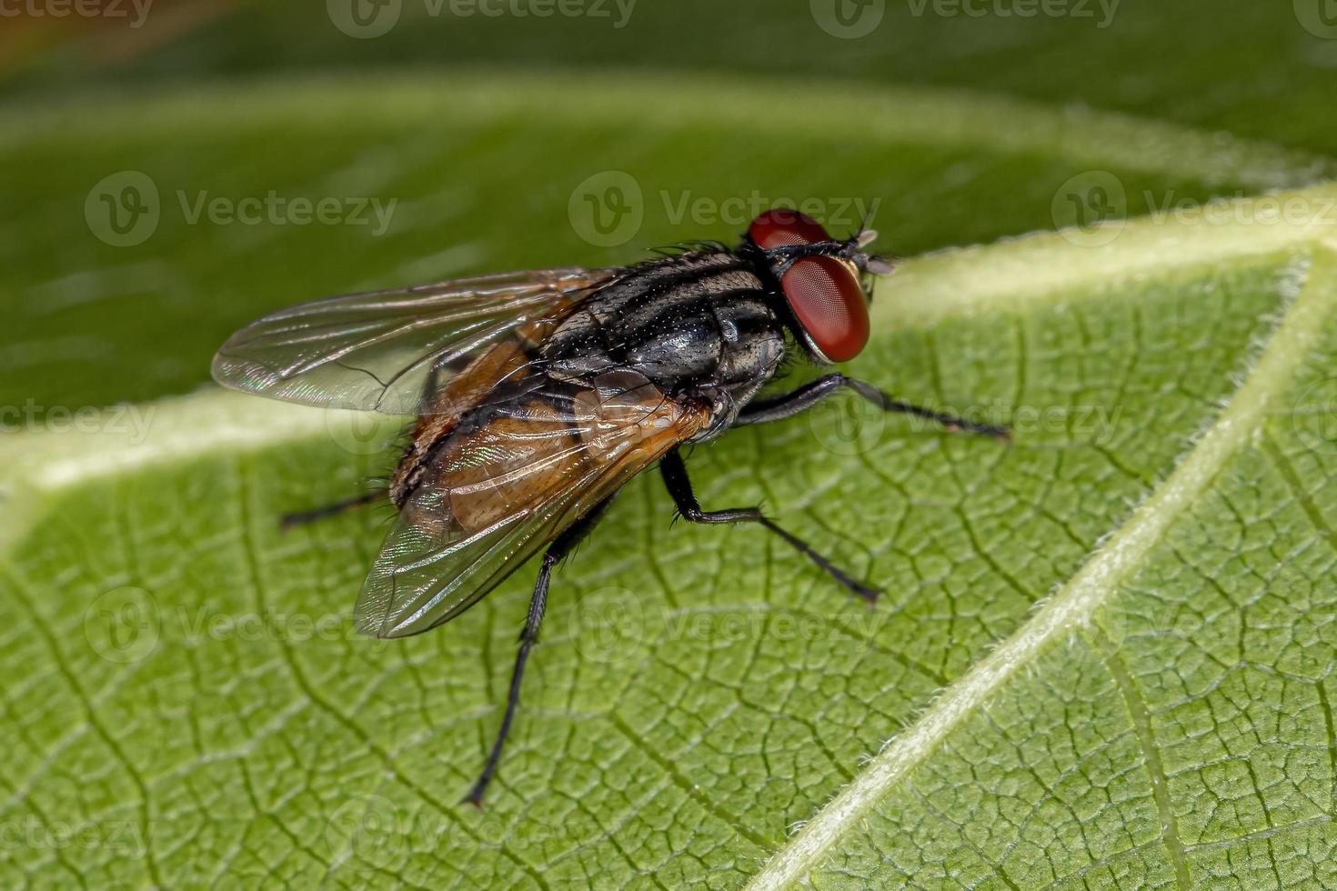 mosca doméstica adulta foto