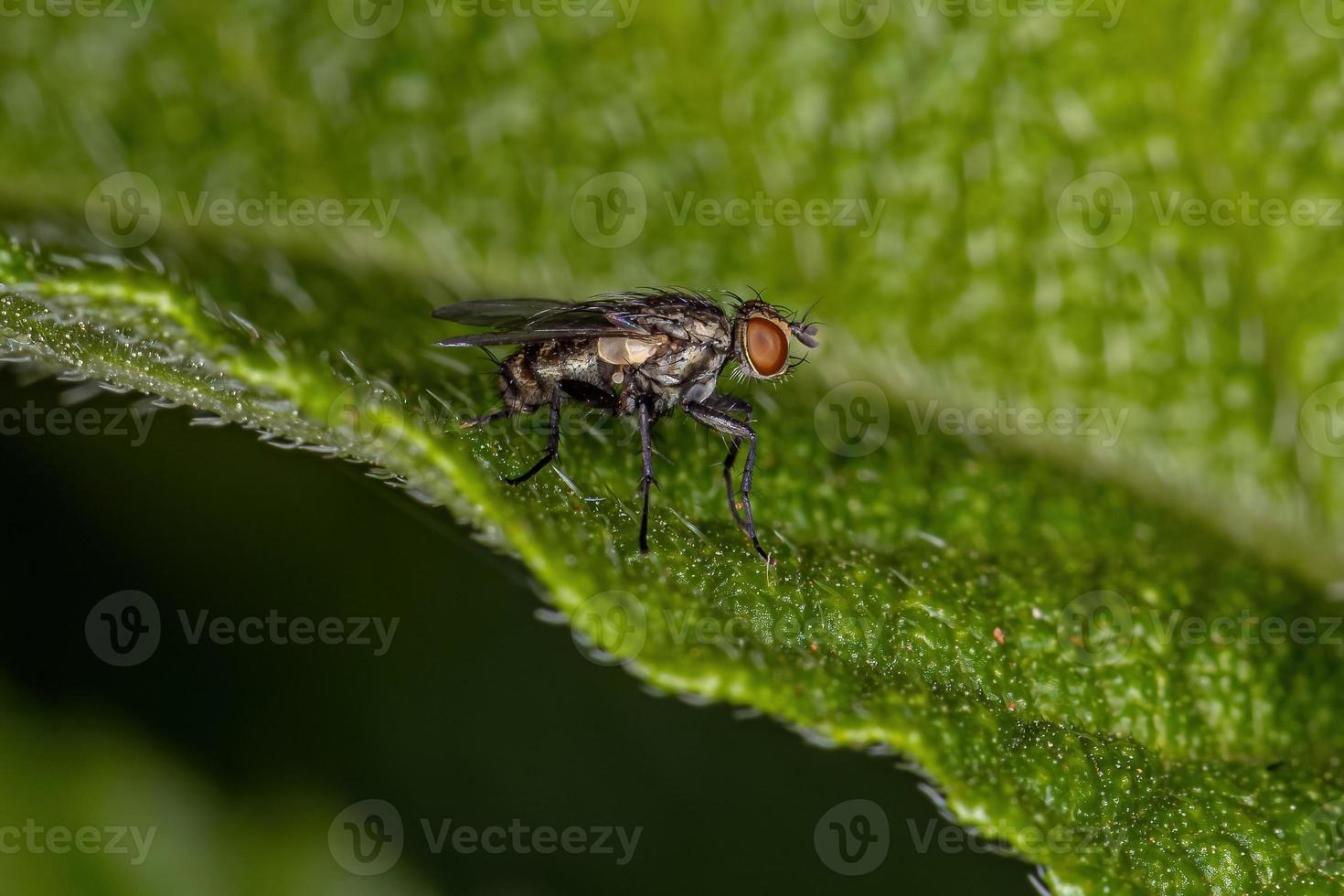 mosca de la carne adulta foto