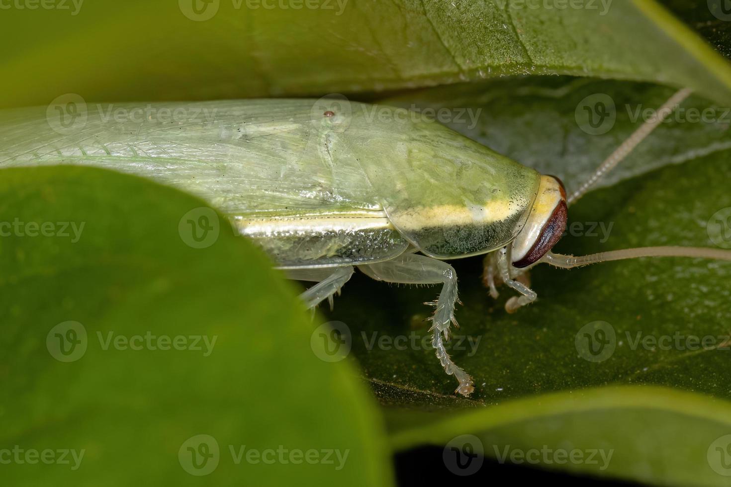 cucaracha gigante verde foto