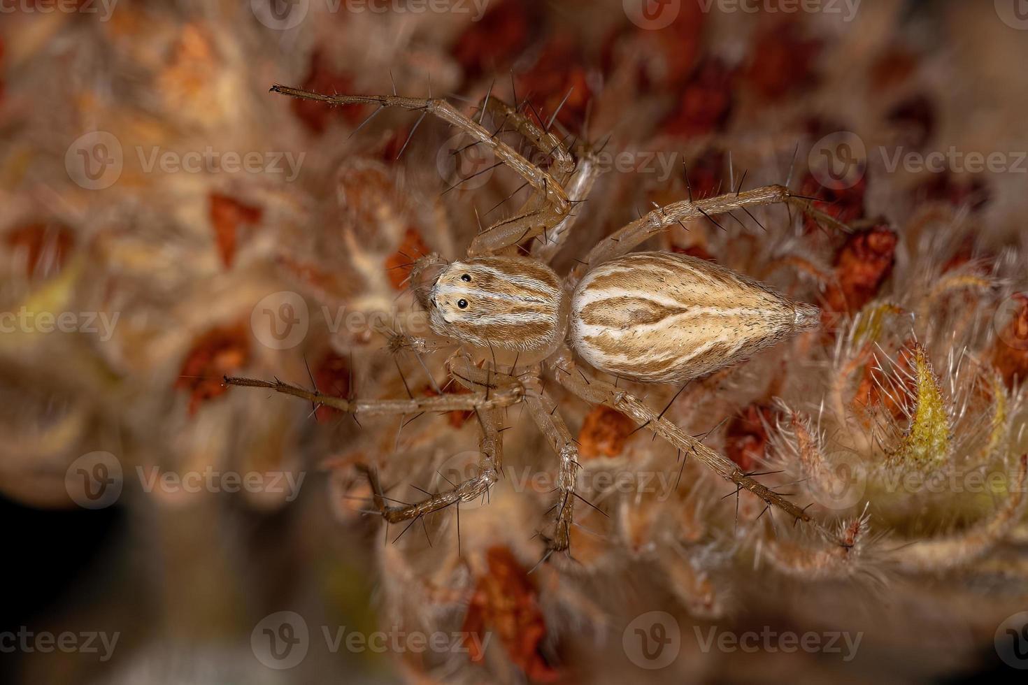 araña lince rayada foto