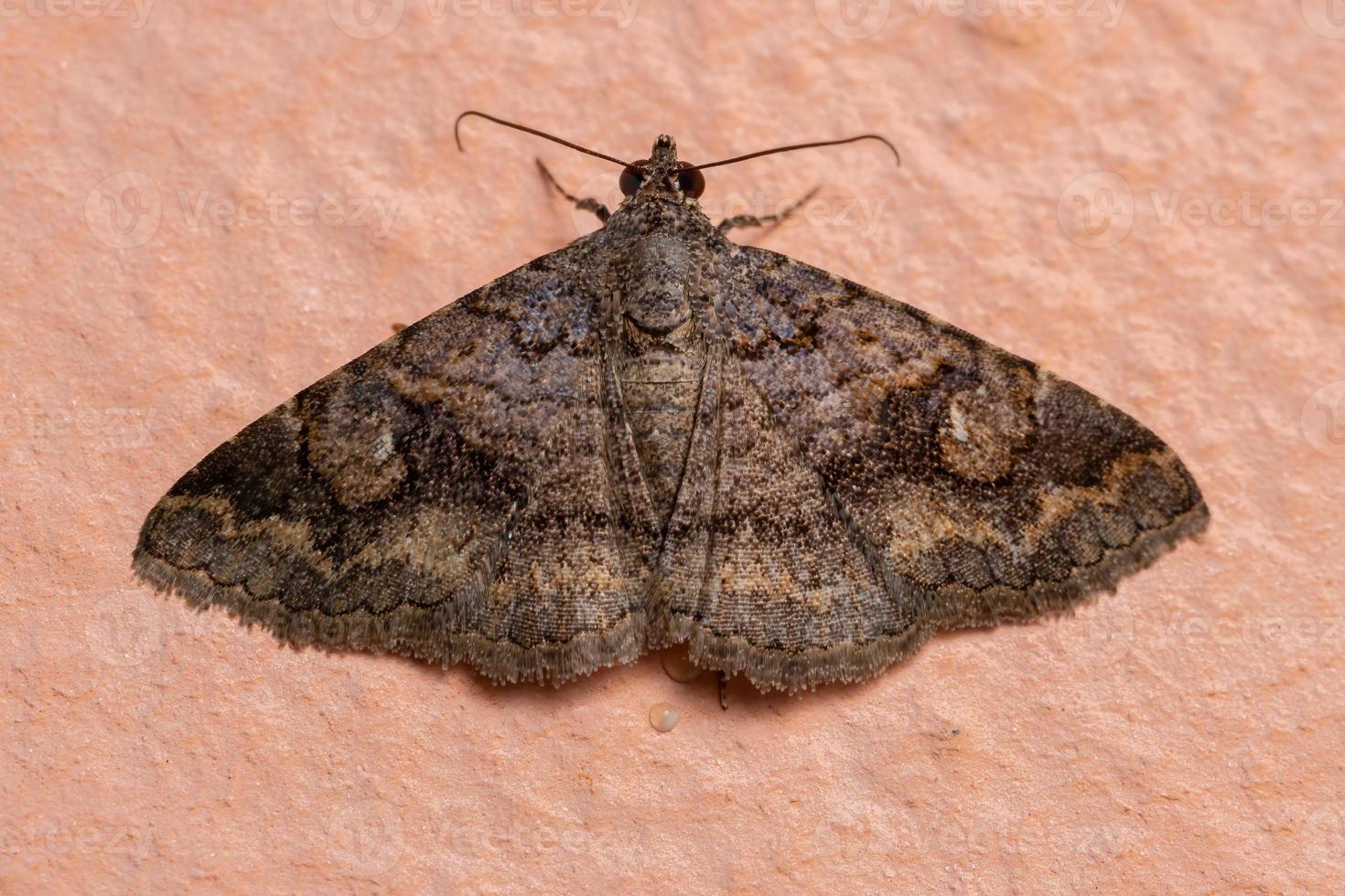 Adult Underwing moth photo