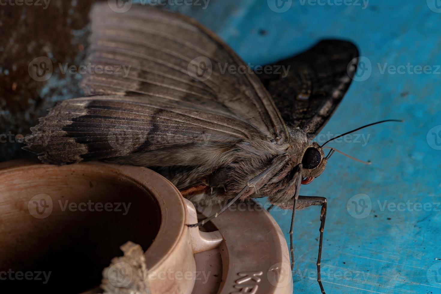 polilla bruja negra foto