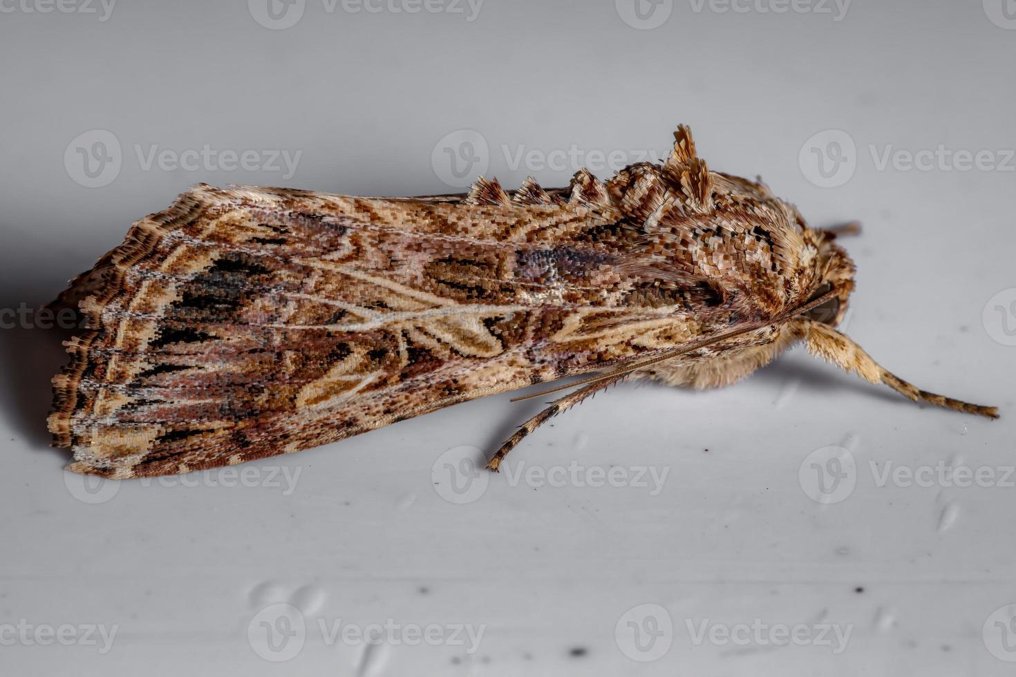 Adult Armyworm Moth photo