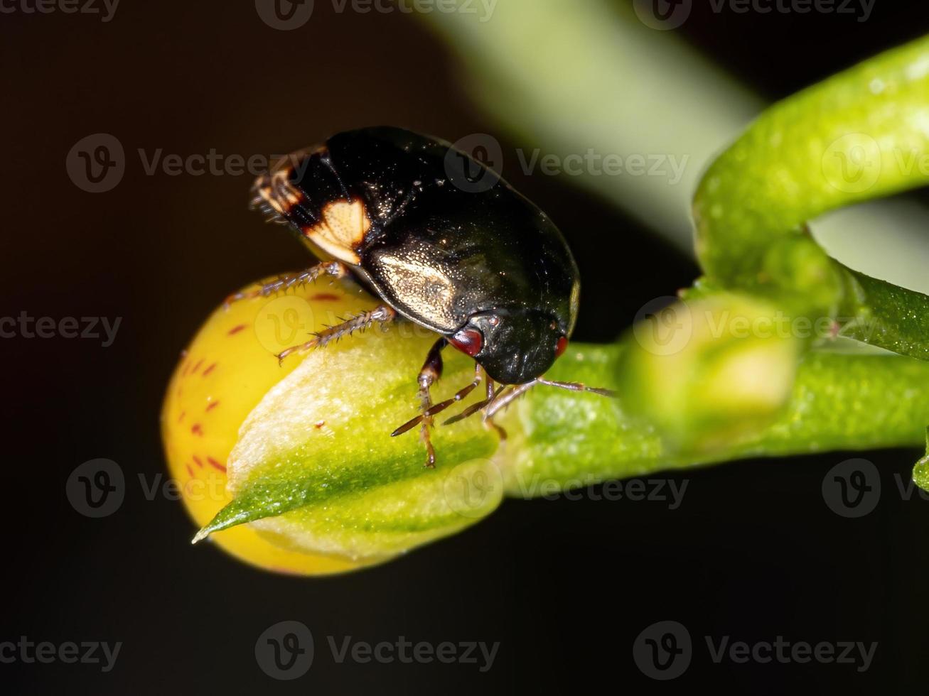 bicho de ébano brasileño foto