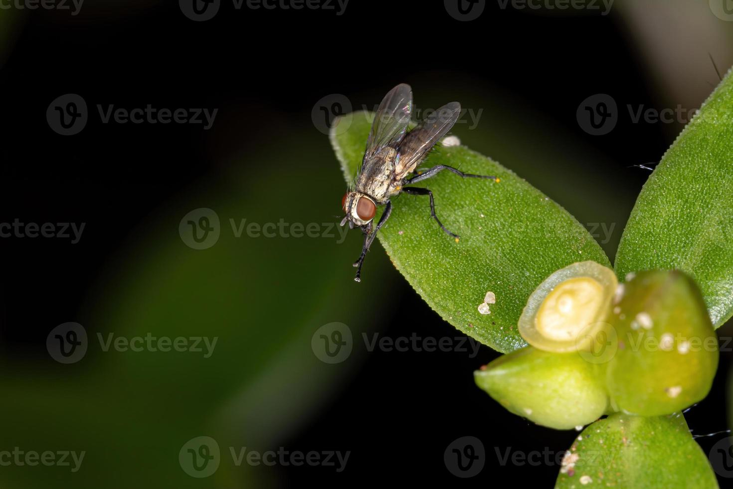 Brazilian Tachinid Fly photo