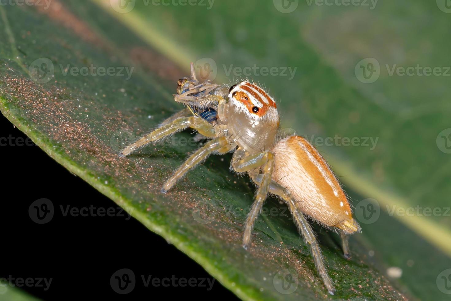 Small Jumping Spider photo