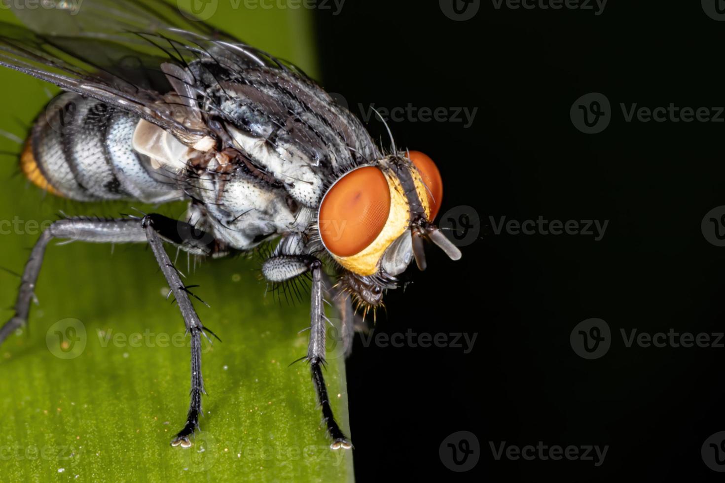 mosca de la carne adulta foto