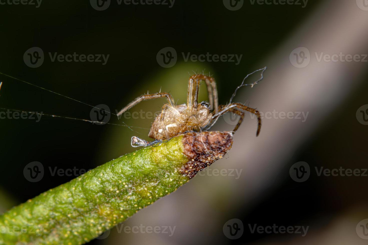 pequeña araña brasileña foto