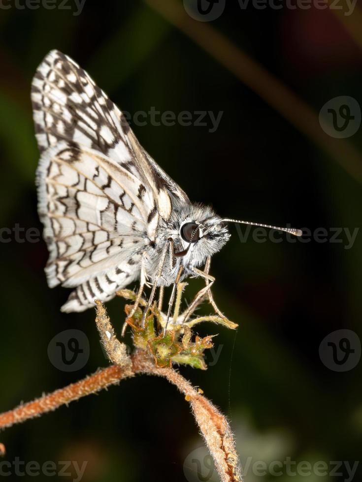 Brazilian White Checkered-Skipper photo