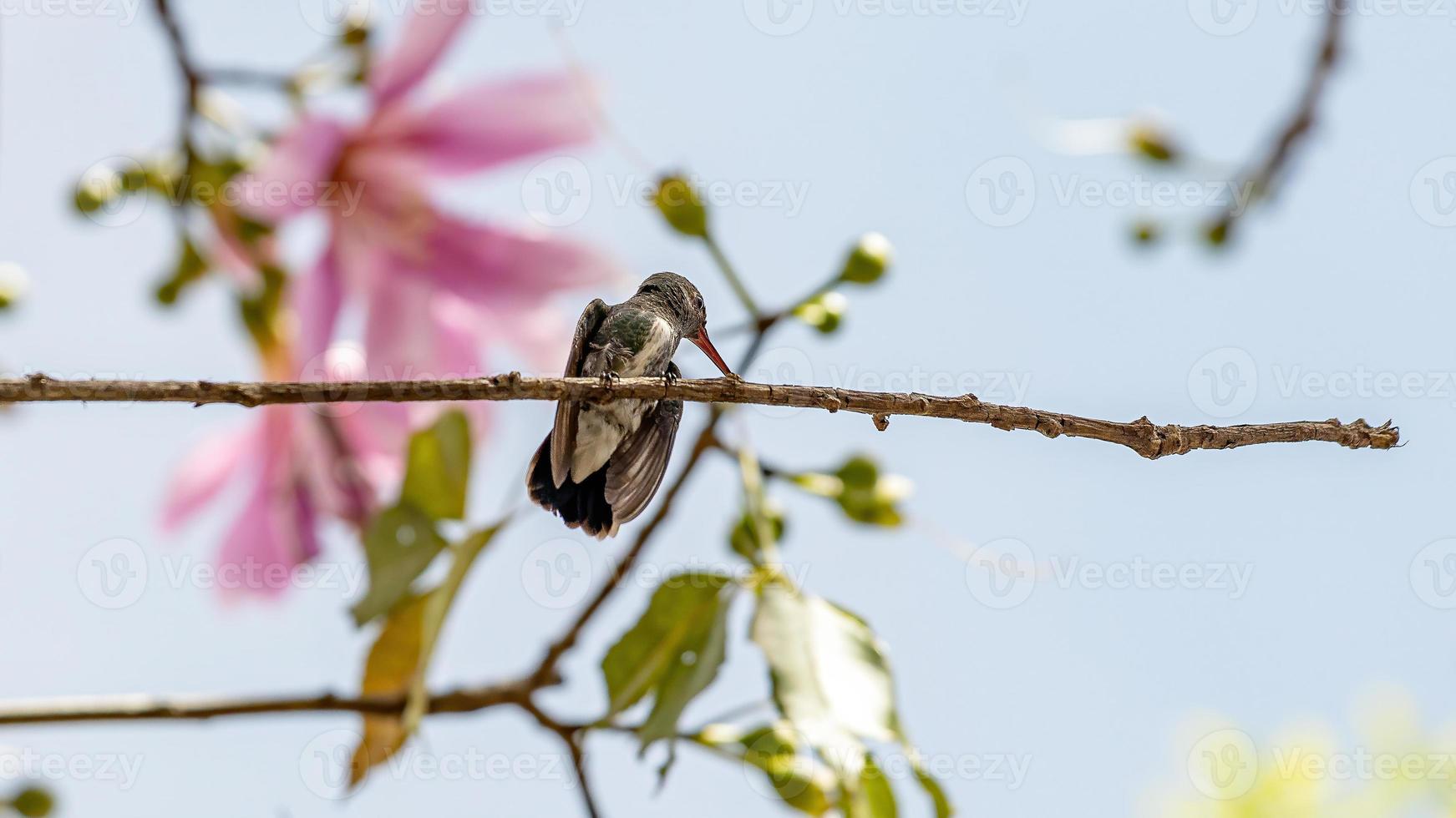 Brazilian Glittering-throated Emerald photo