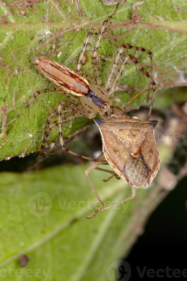 araña lince adulto foto