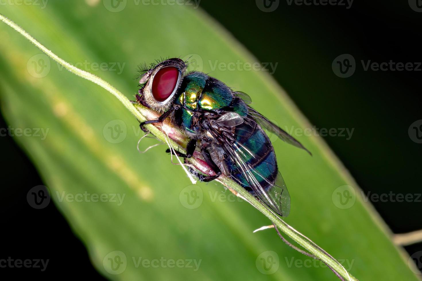 mosca de golpe muerto foto