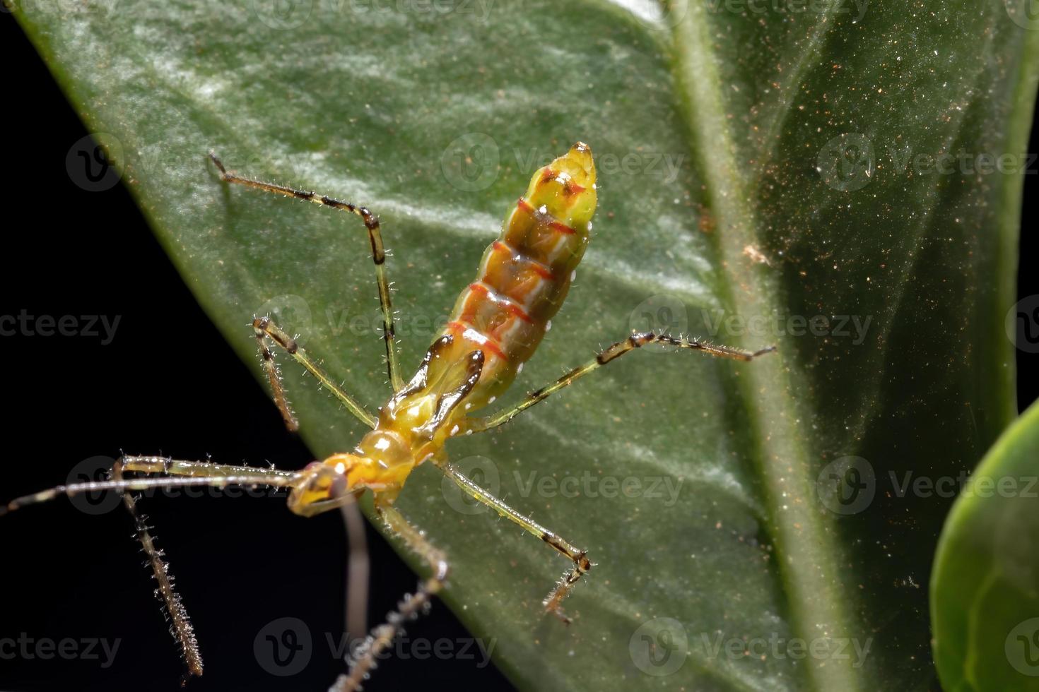 ninfa del insecto asesino foto