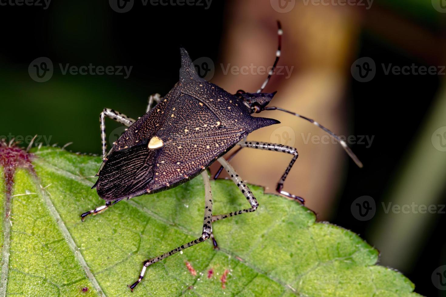 Adult Stink Bug photo