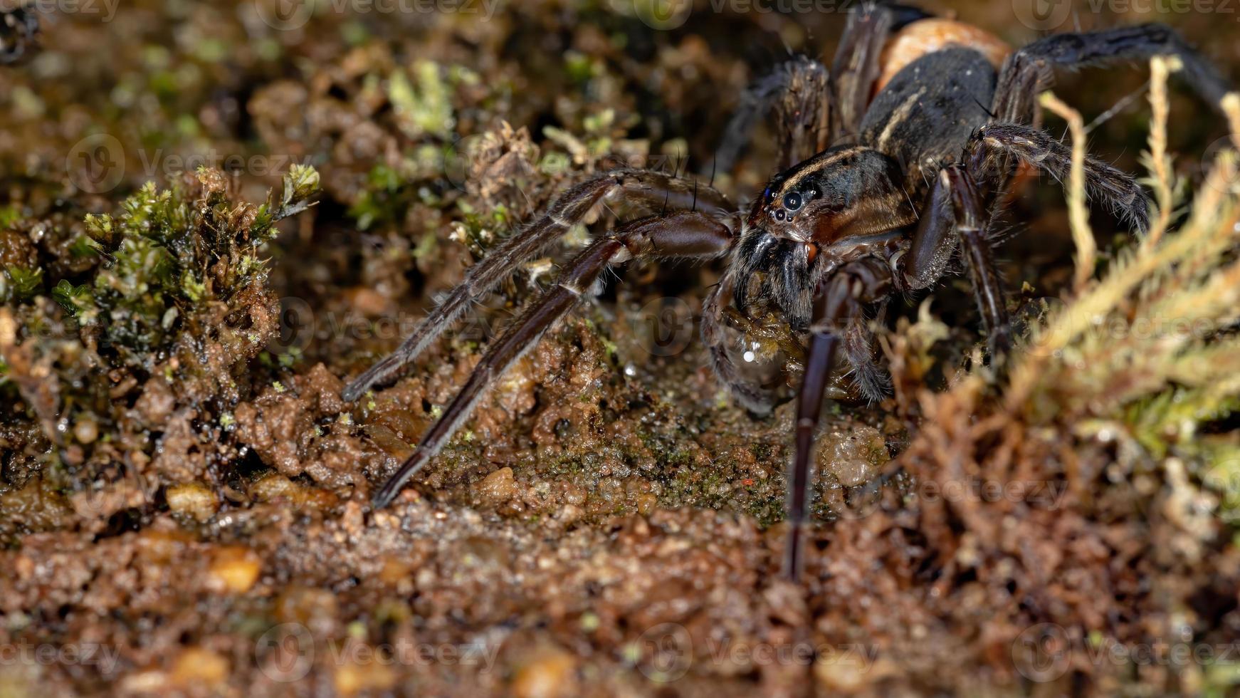 araña lobo brasileña foto