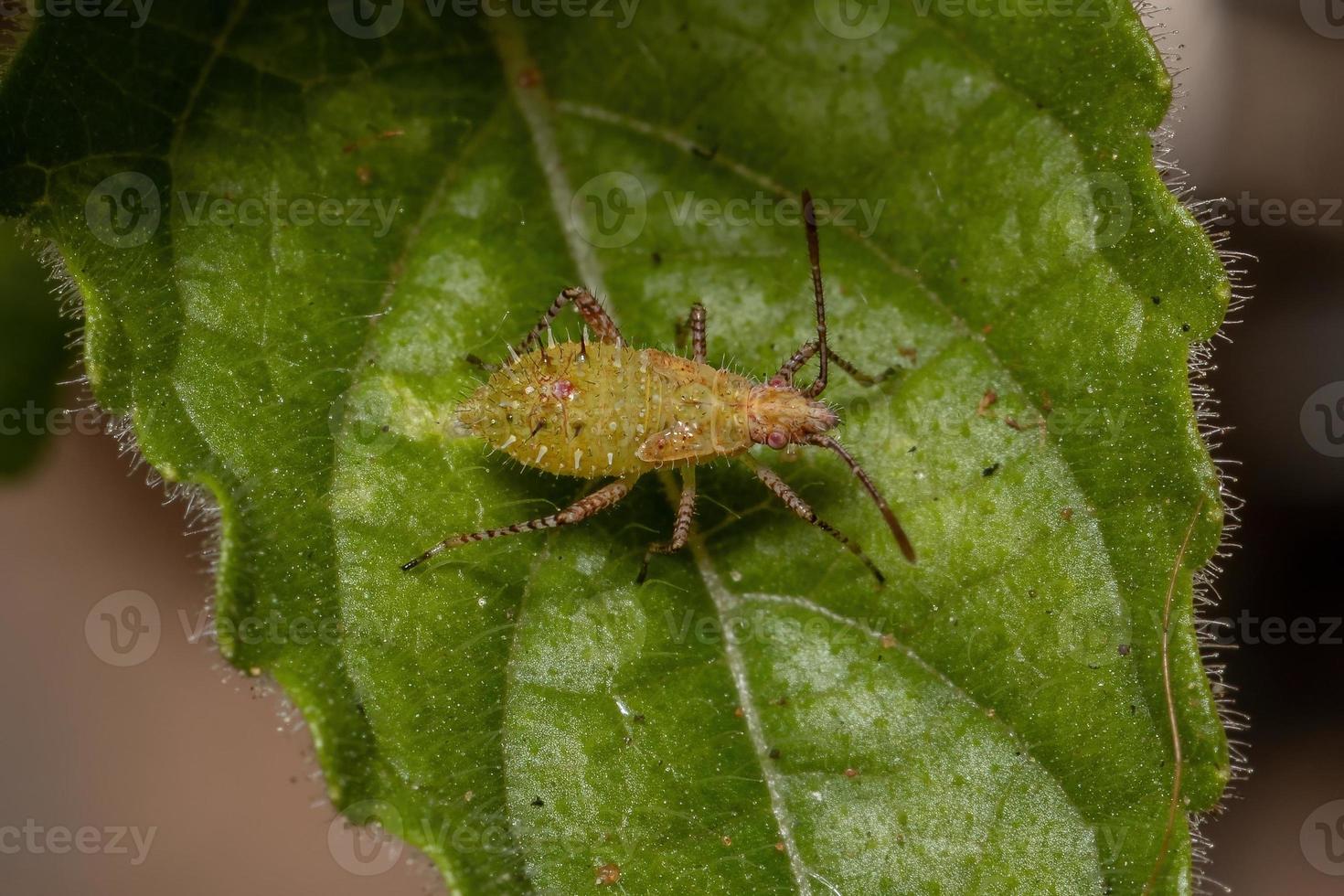 ninfa del insecto pentatomomorfo foto