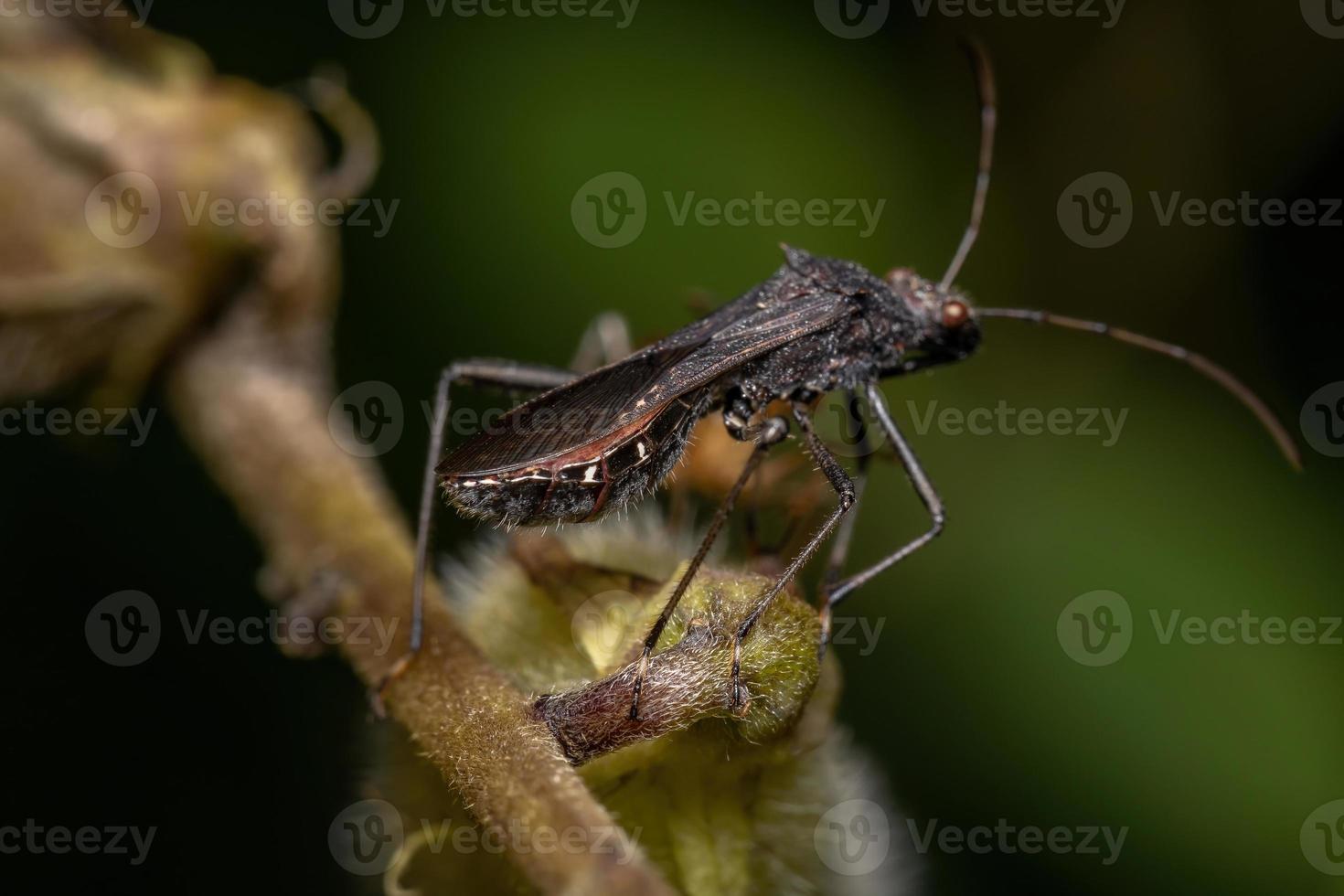 Adult Broad-headed Bug photo