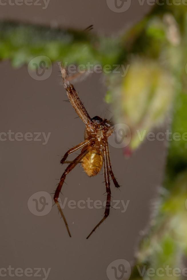 orbweaver de jardín plateado masculino foto