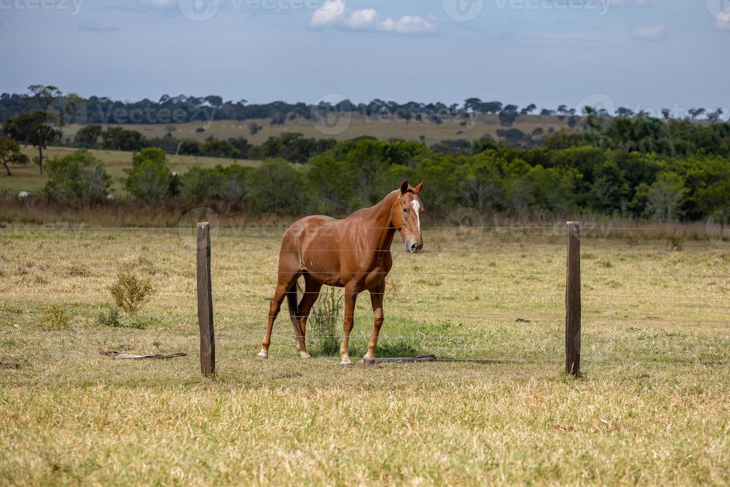 caballo en una granja brasileña foto