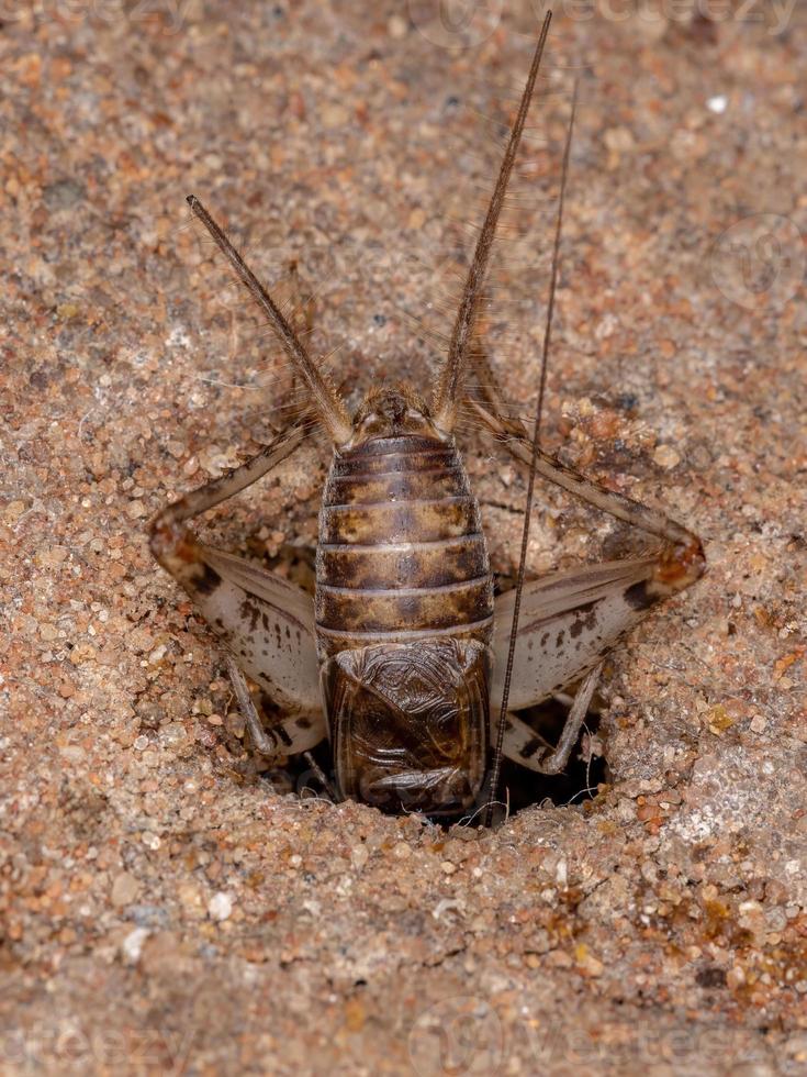 grillo de campo pequeño foto