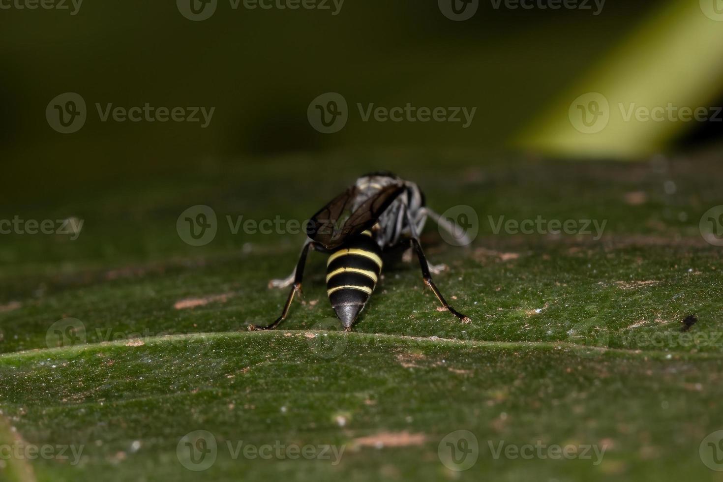 Adult Long-waisted Honey Wasp photo