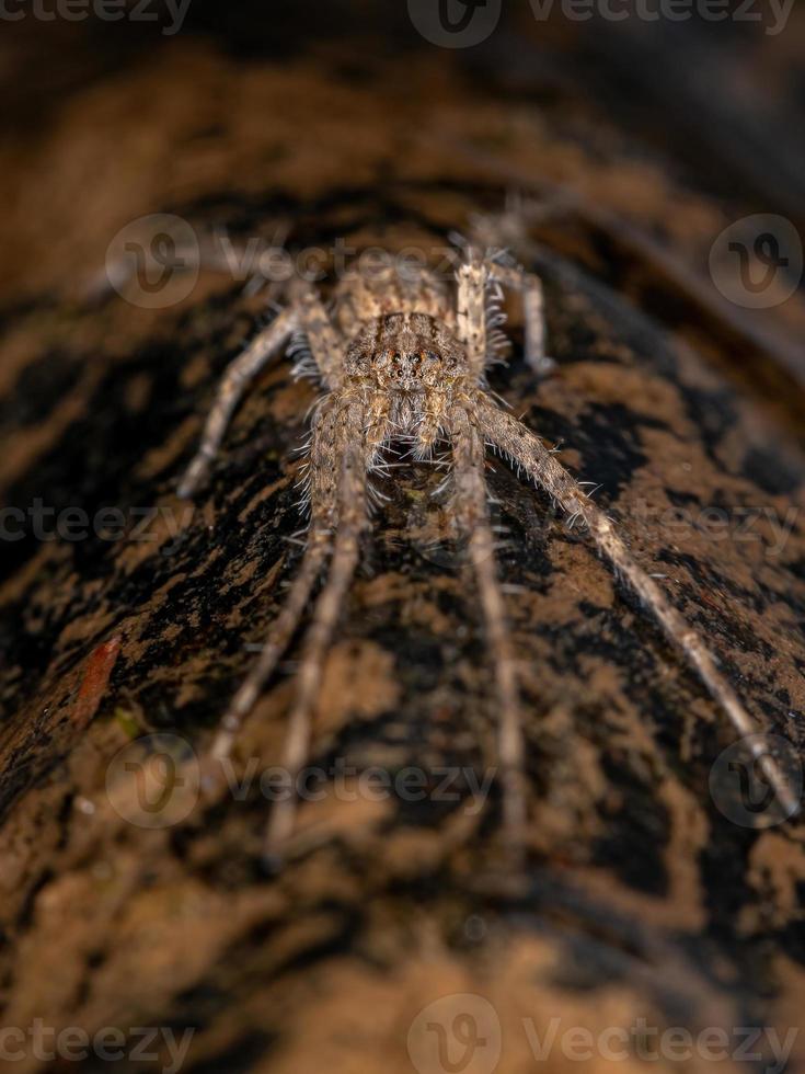 araña trechaleida adulta foto