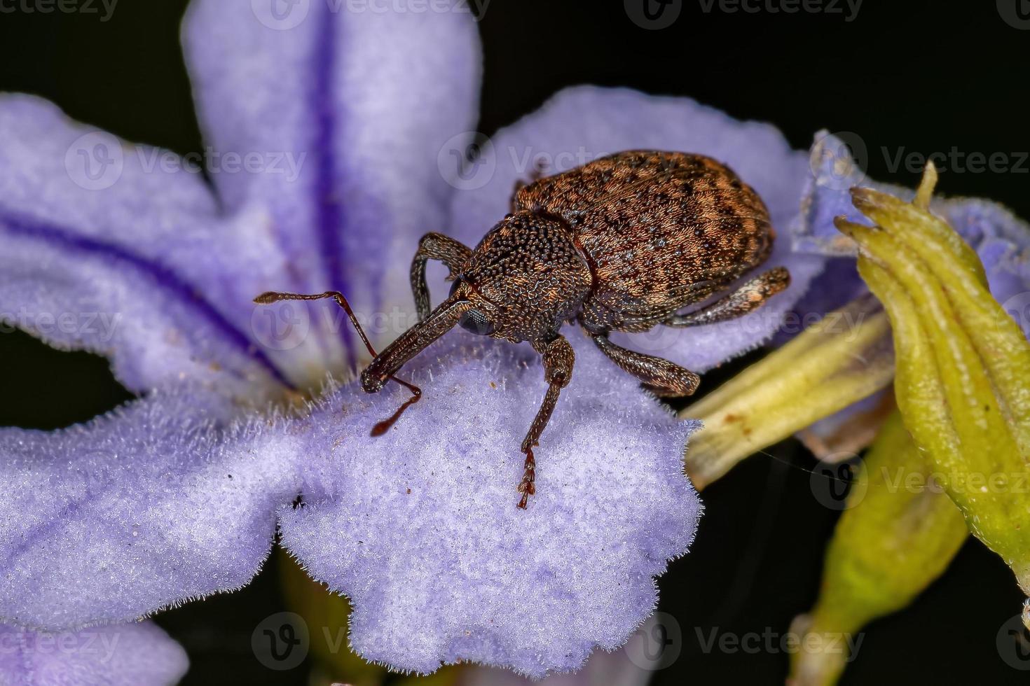 Adult True Weevil photo