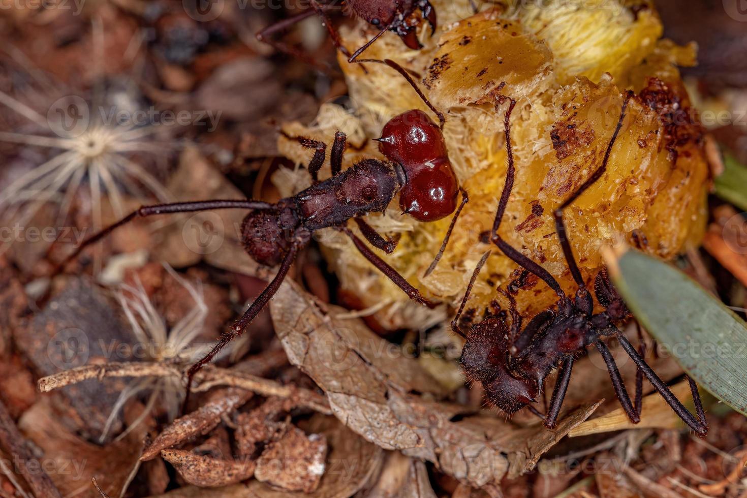 Atta hormiga cortadora de hojas foto