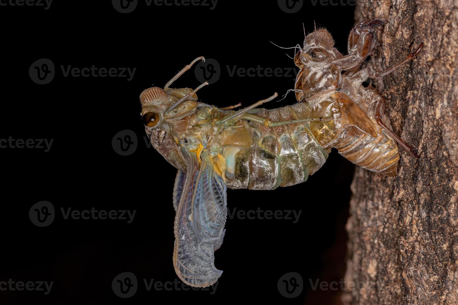 Adult Giant Cicada photo