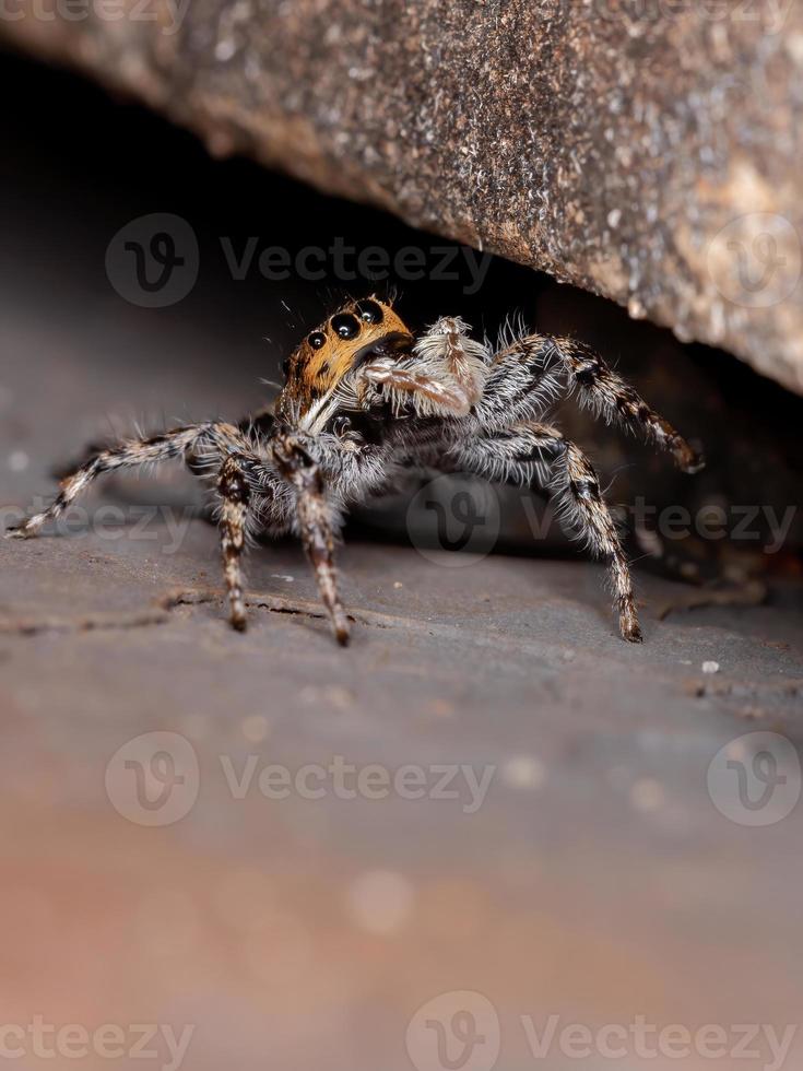 araña saltadora de pared gris foto