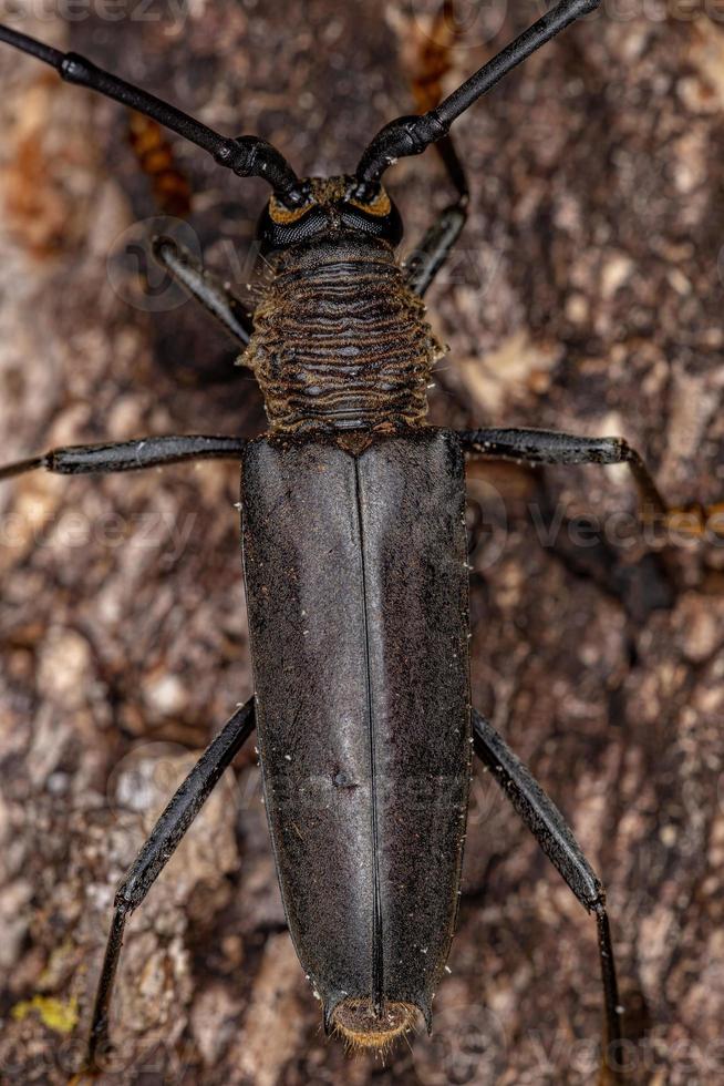 Adult Typical Longhorn Beetle photo