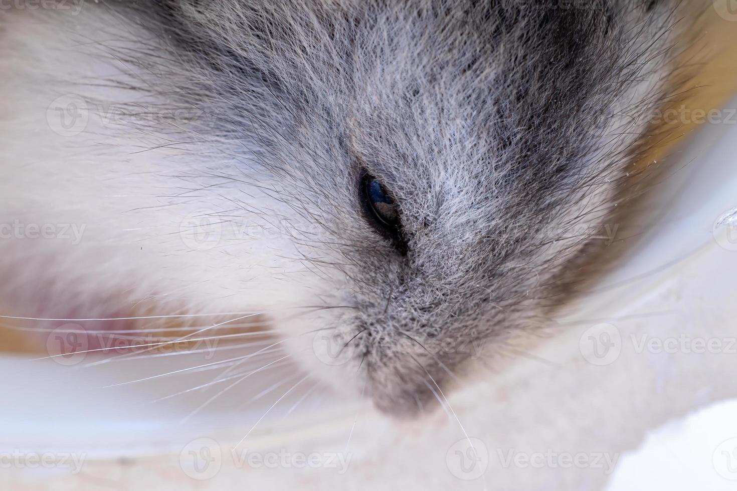 Campbell's dwarf hamster photo