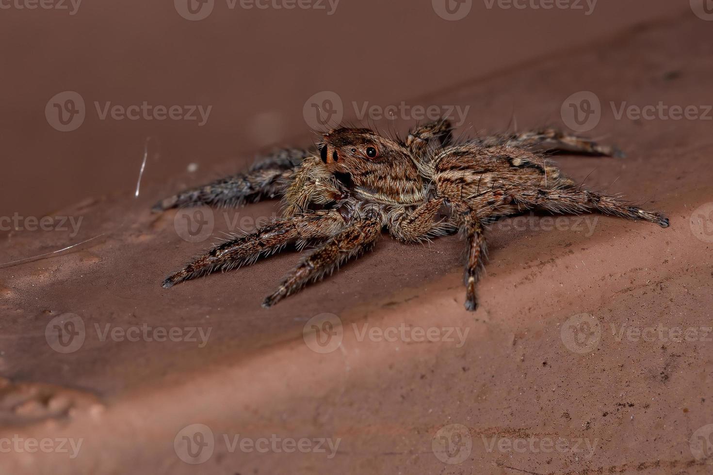 Pantropical Jumping Spider photo